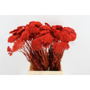 DF Achillea Paint Bs Orange