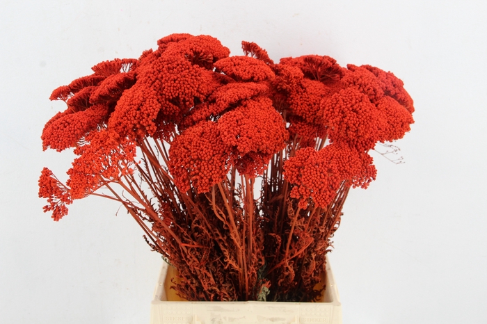<h4>DF Achillea Paint Bs Orange</h4>