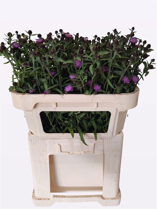 <h4>Centaurea Milka</h4>