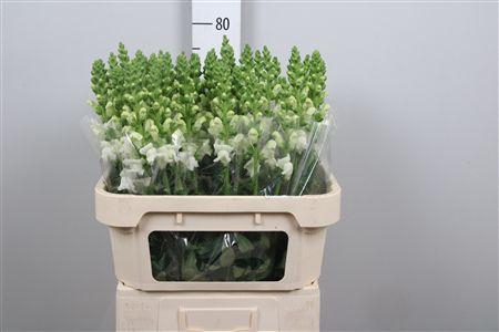 <h4>Antir Antibes White</h4>