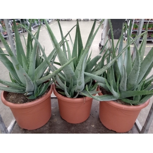 Aloe vera