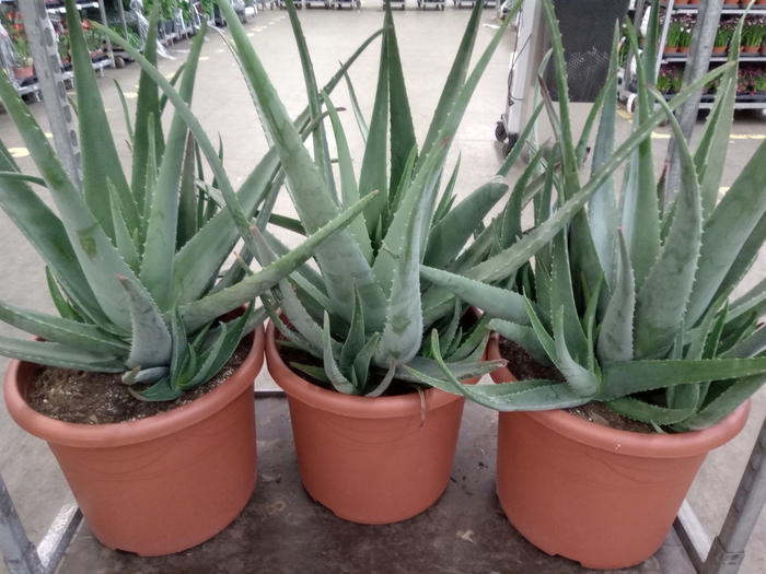 <h4>Aloe vera</h4>