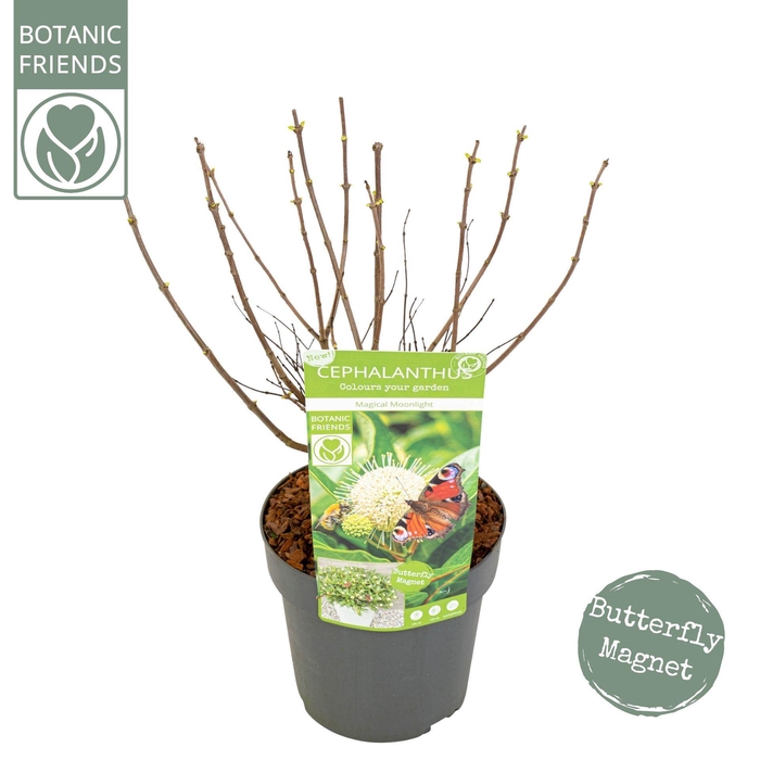 <h4>Cephalanthus occidentalis</h4>