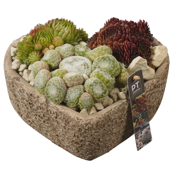 <h4>Arr.  Sempervivum L%</h4>