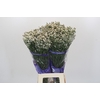 Limonium sinensis White Diamond