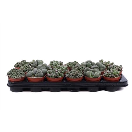 <h4>Lithops Op Rij Gemengd</h4>