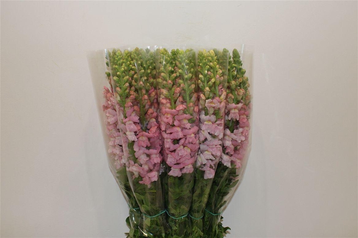 <h4>Antir Overig Pink</h4>