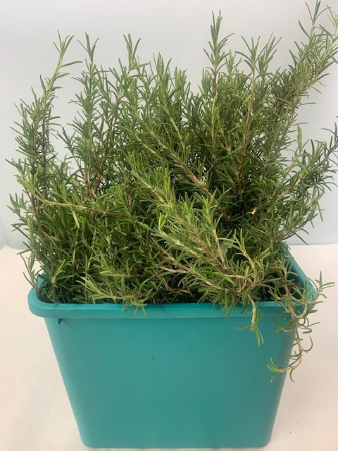 <h4>ROSMARINUS PROSTRATUS LONG</h4>