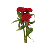 CELOSIA CARMINE CHIEF 070 CM VINHO
