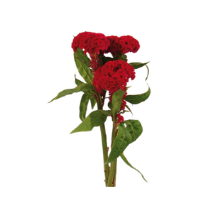 CELOSIA CARMINE CHIEF 060 CM VINHO