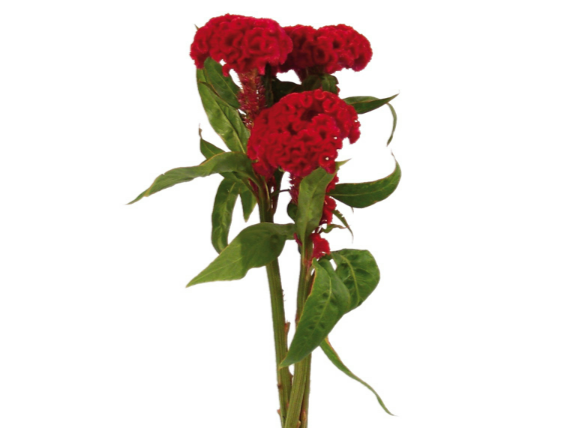 <h4>CELOSIA CARMINE CHIEF 060 CM VINHO</h4>