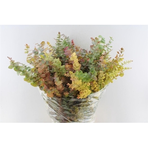 Euca Stuartiana Natural Autumn