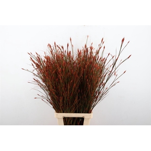 Kaaps Bell Reed Kbh Rood