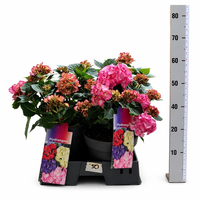 <h4>HYDR M MY AVE</h4>