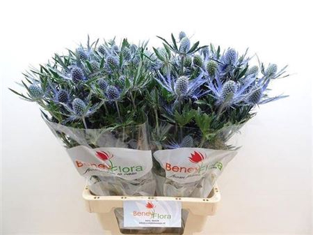 <h4>Eryn Mag Blue Lagoon</h4>