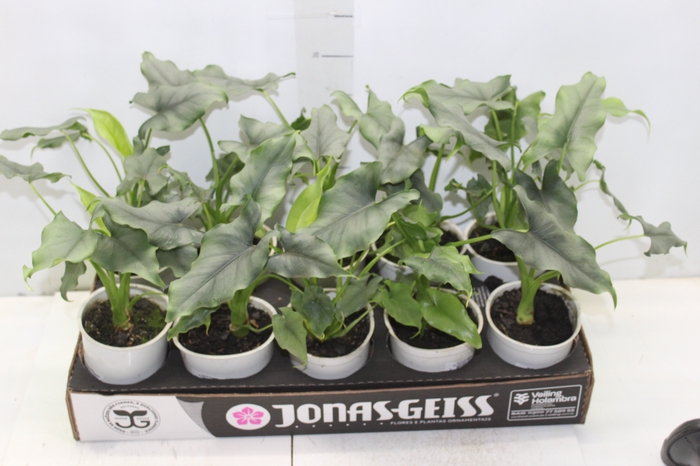 <h4>ALOCASIA FARISII P12</h4>