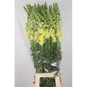 Antirrhinum It. Yellow