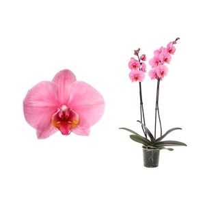 Phal I Am Pink 2T12+