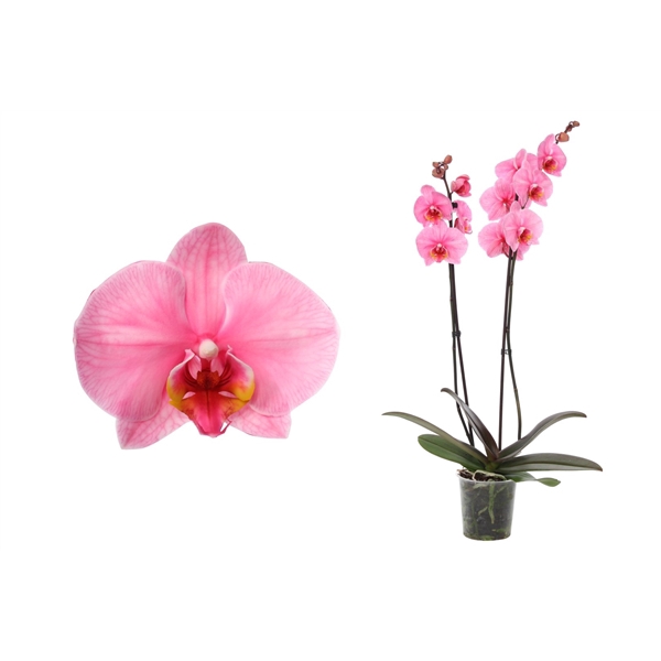 <h4>Phal I Am Pink 2T12+</h4>