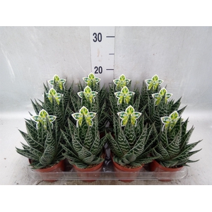 Aloe aristata 'Tiki Tahi'