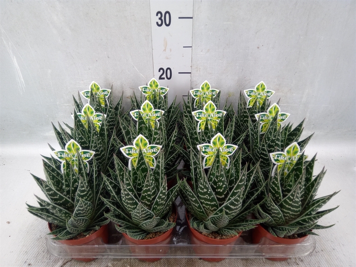 Aloe aristata 'Tiki Tahi'