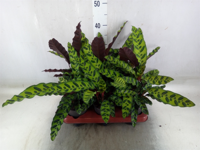 <h4>Calathea lancifolia</h4>