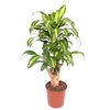 Dracaena Massangeana