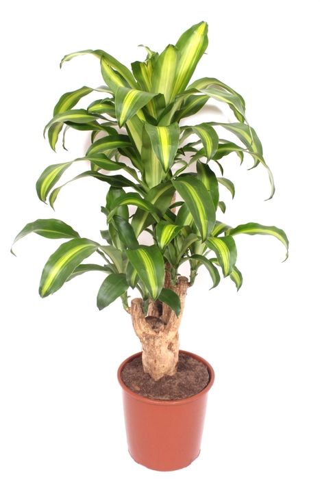 Dracaena Massangeana