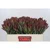 Leucadendron Highlight