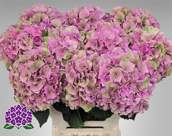 <h4>Hydr M Royal Palace Classic 60cm</h4>