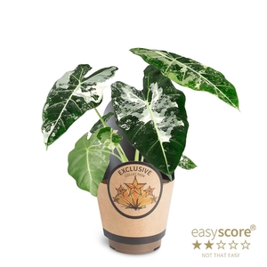 ALOCASIA MICHOLITZIANA P11 FRYDEK VAR PAPER