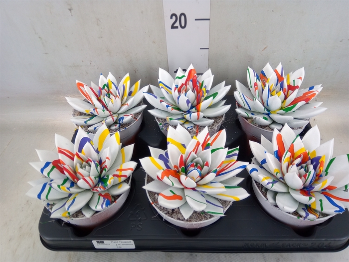 <h4>Echeveria  'Miranda'</h4>