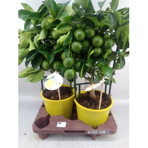 Citrus meyeri 'Meyer'