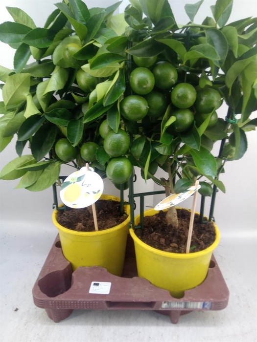 <h4>Citrus meyeri 'Meyer'</h4>