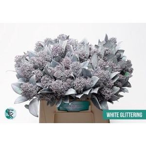 Skimmia paint white + glitter