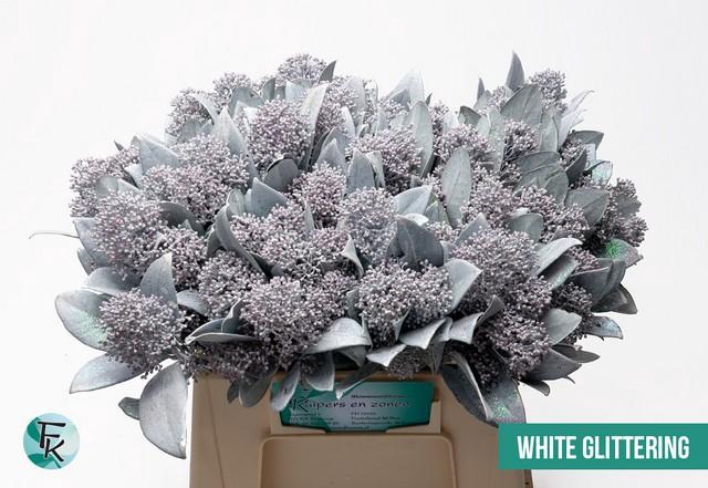 <h4>Skimmia paint white + glitter</h4>
