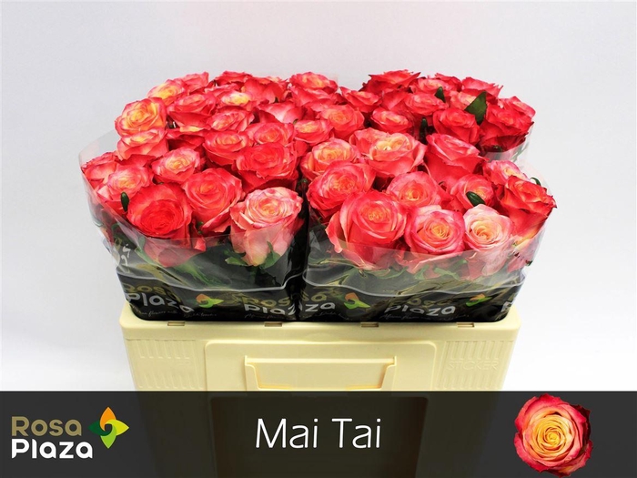 <h4>R Gr Mai Tai</h4>