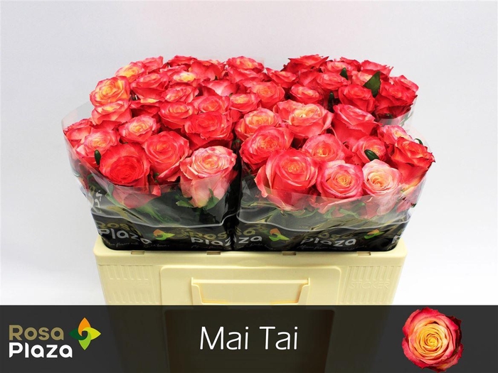 <h4>R Gr Mai Tai</h4>