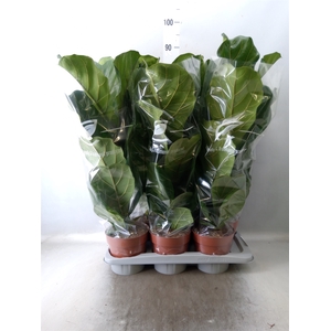 Ficus lyrata