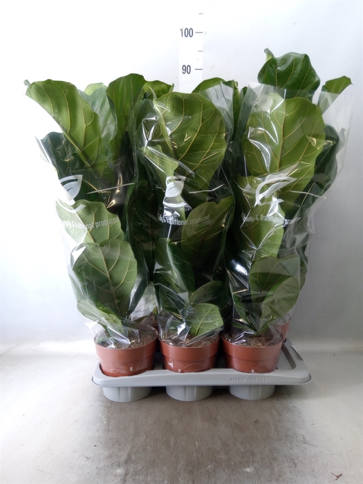 <h4>Ficus lyrata</h4>