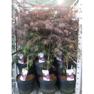Acer palmatum 'Firecracker'