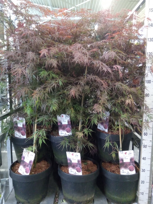 <h4>Acer palmatum 'Firecracker'</h4>