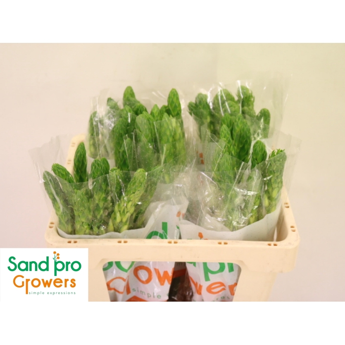 <h4>Ornit Thy Milky Way</h4>