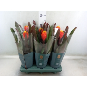 Guzmania  'Tala'