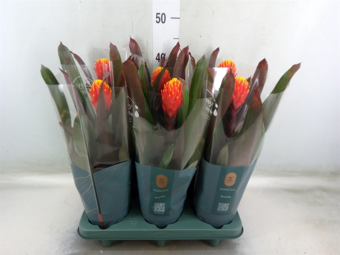 <h4>Guzmania  'Tala'</h4>