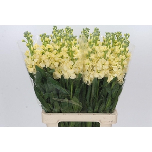 Matthiola Iron Yellow