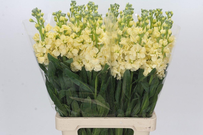 Matthiola Iron Yellow