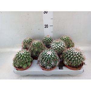 Mammillaria