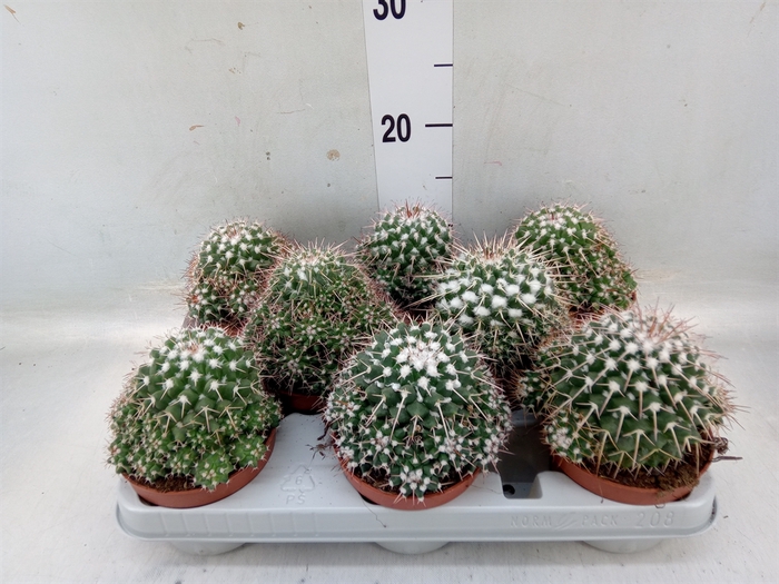 <h4>Mammillaria</h4>