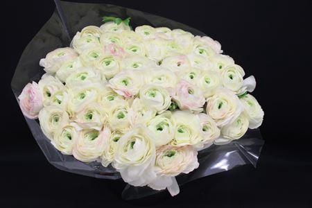 <h4>Cloni Super Amor</h4>